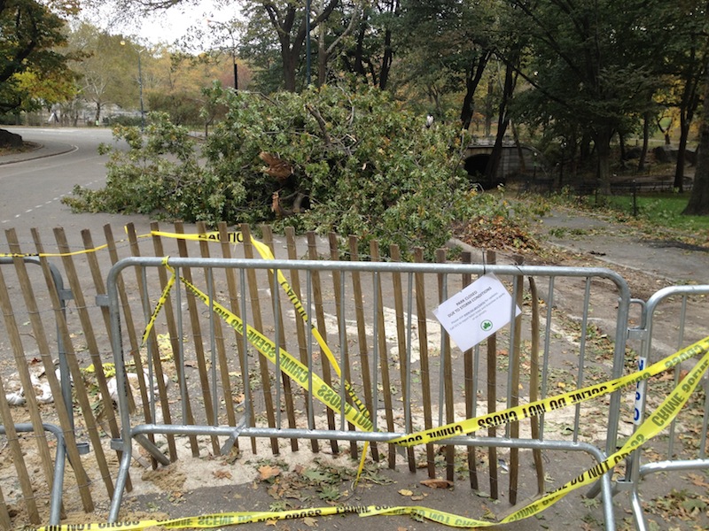 Hurricane Sandy in Central Park